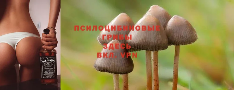 Галлюциногенные грибы Psilocybe  где можно купить   Ливны 