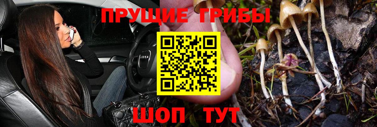 Псилоцибиновые грибы MAGIC MUSHROOMS  Ливны  купить наркотики сайты  Псилоцибиновые грибы MAGIC MUSHROOMS 